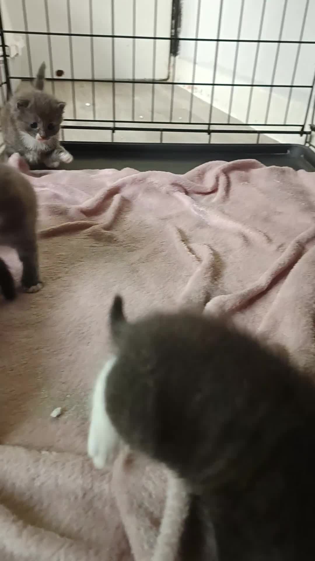 Mixed Breed cats for sale: Gorgeous grey and tabby grey kittens  - Video 2