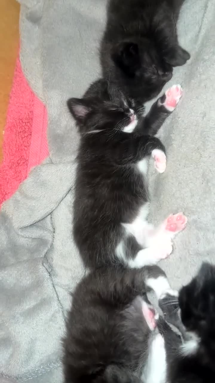Domestic Shorthair cats for sale: 4 beautiful baby’s ready for there home - Video 4