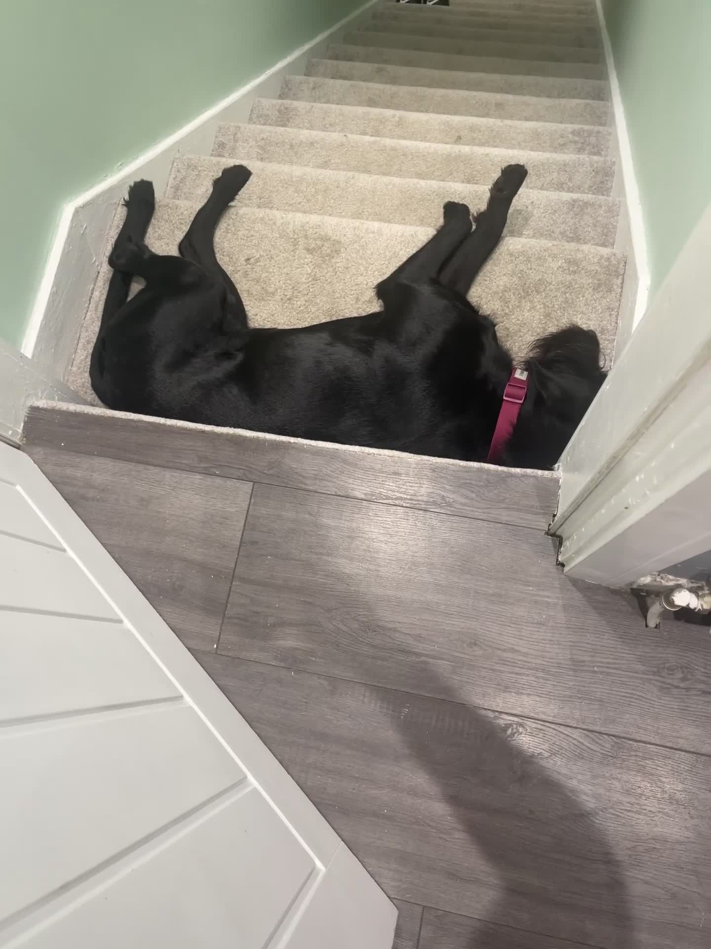 German Wirehaired Pointer dogs for sale: German Wired Haired Pointer in Port Glasgow - Video 1