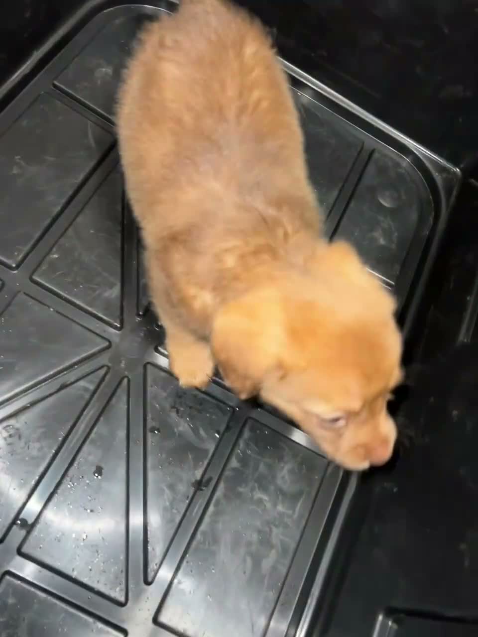 Mixed Breed dogs for sale: Cocker jack puppies  in West Drayton - Video 4
