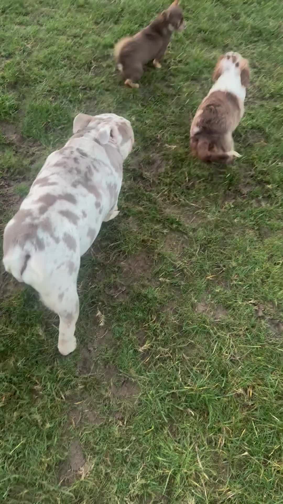 Miniature Dachshund dogs for sale: Puddles 7 month old miniature Dachshund Girl 💖 - Video 2