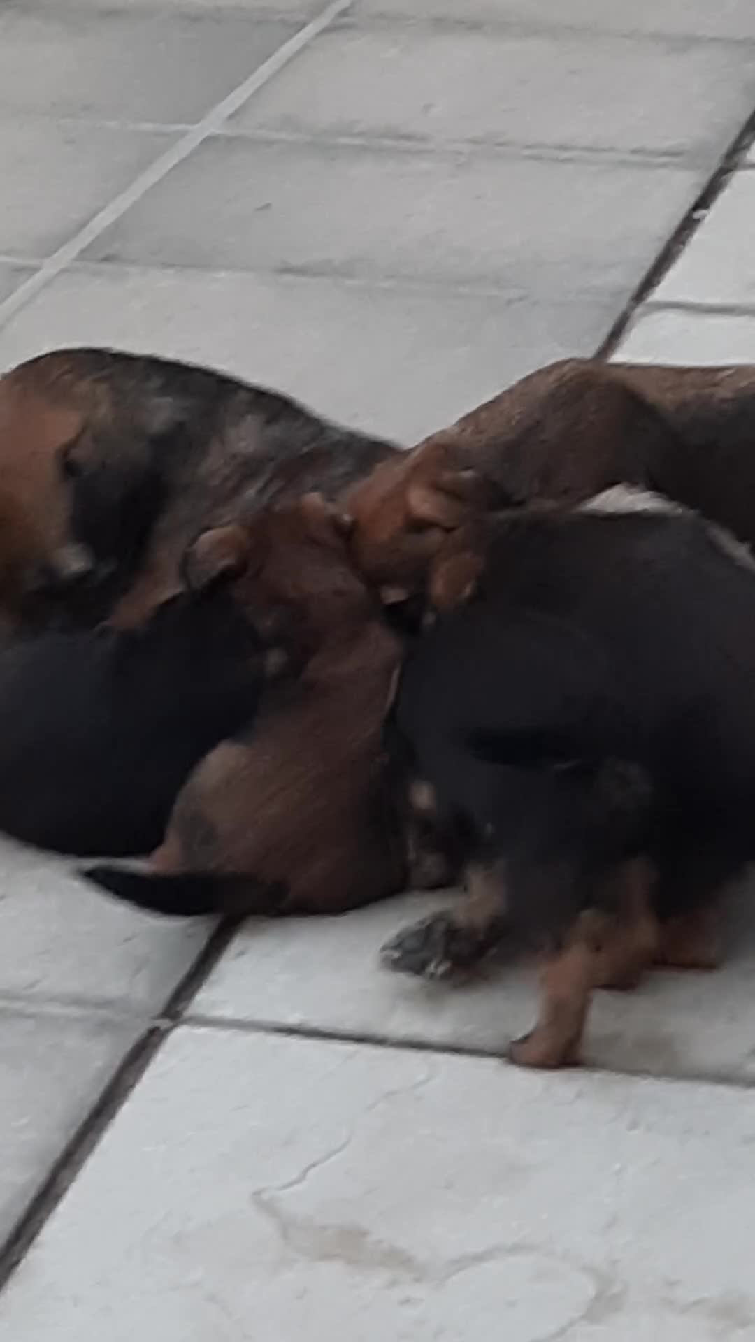 Border Terrier dogs for sale: border terrier puppies - Video 1