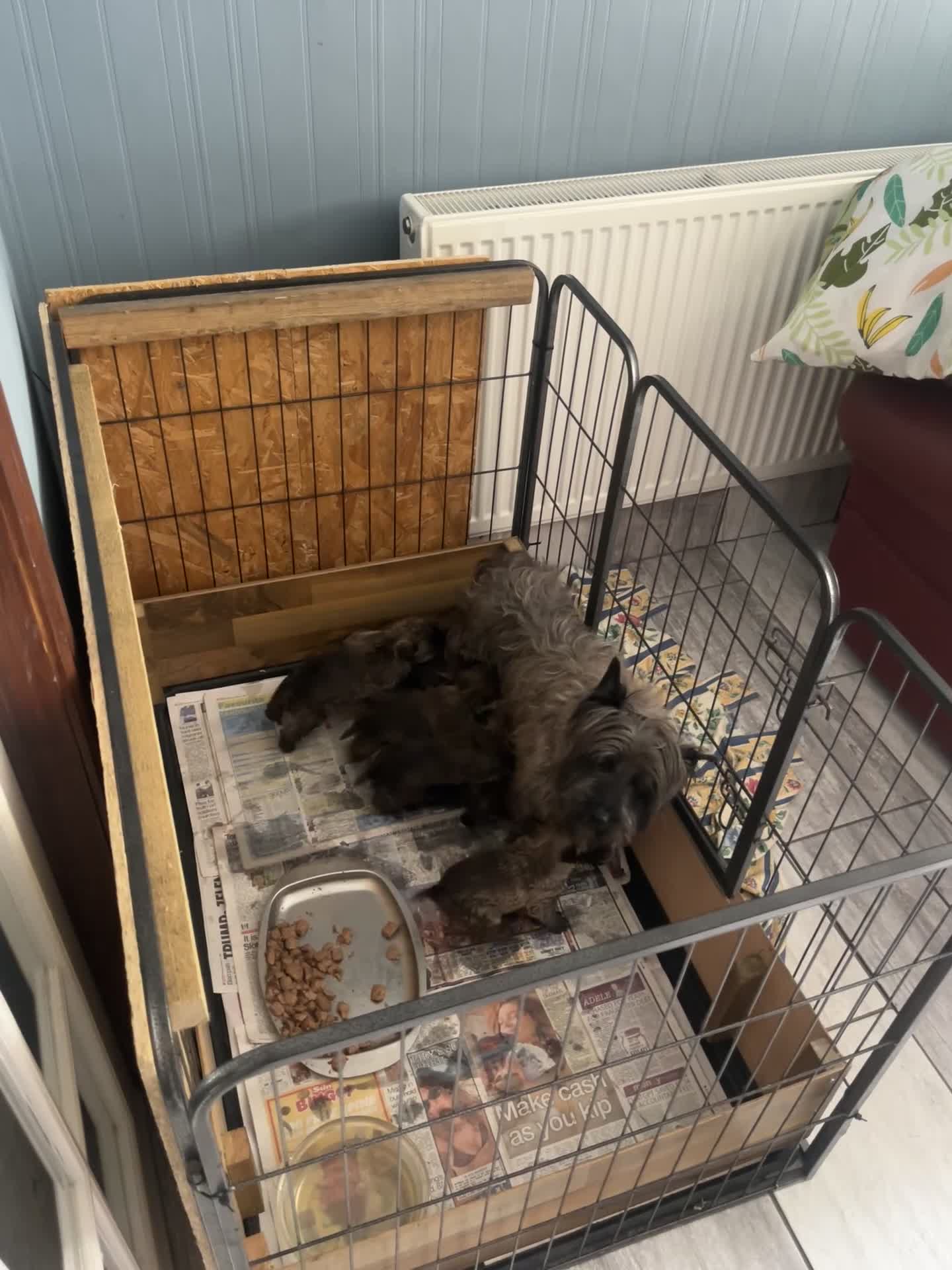 Cairn Terrier dogs for sale: KC Registered cairn terrier in Bradford - Video 1