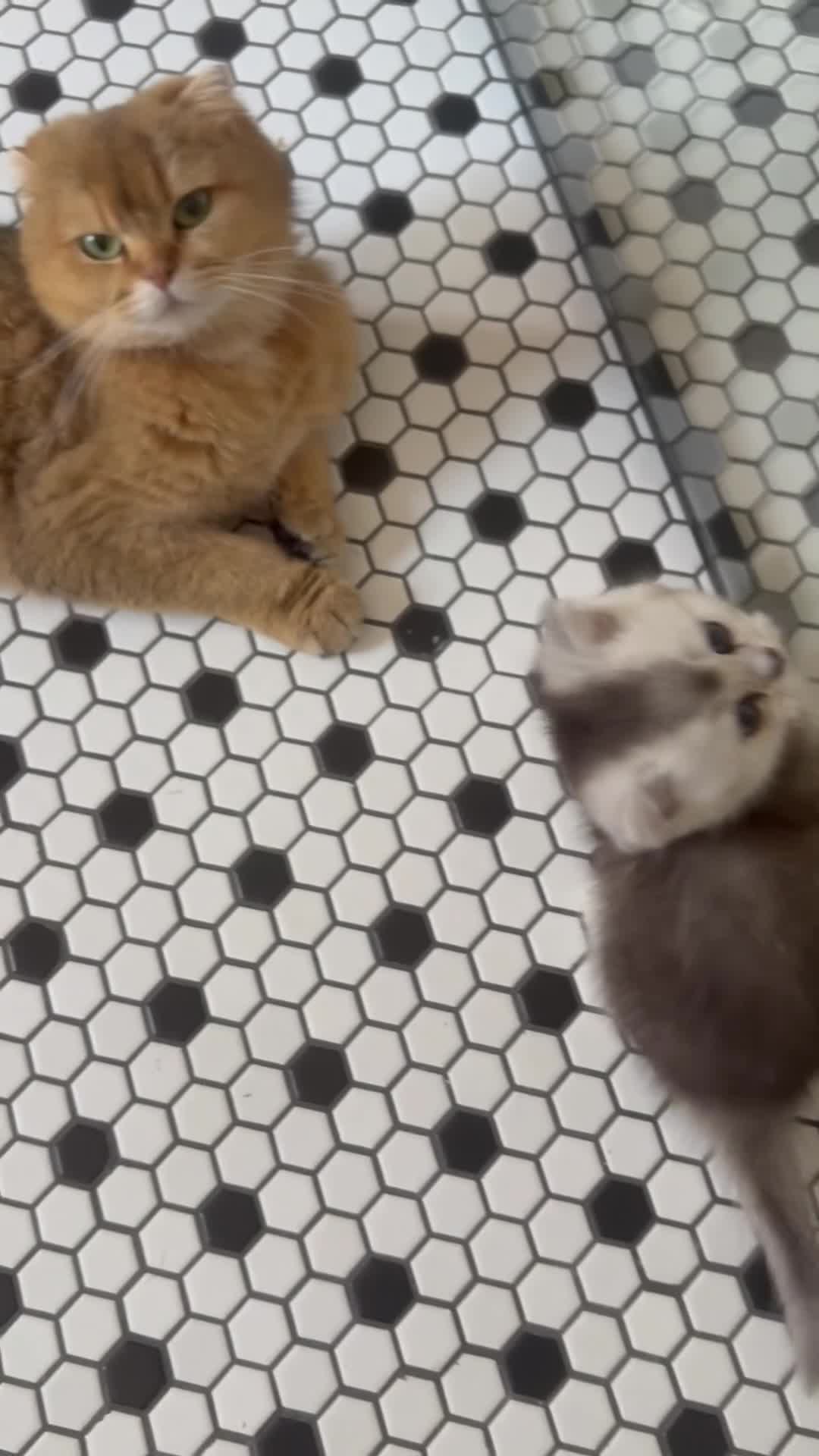 Scottish Fold cats for sale: 4 x SILVER CHINCHILLA SCOTTISH FOLD/STRAIGHT - Video 1