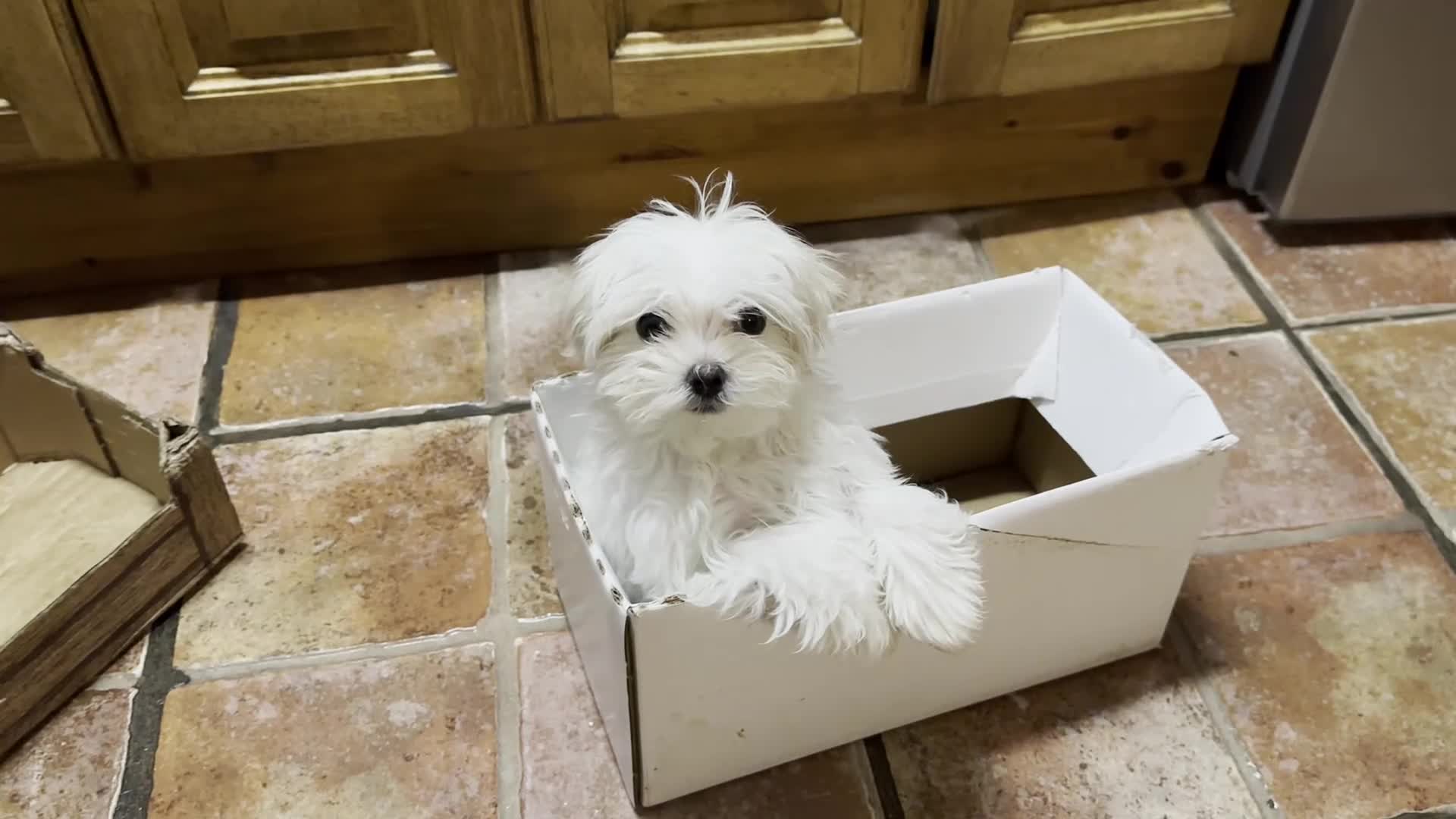 Maltese dogs for sale: Stunning Maltese puppies, K.C. registered - Video 1