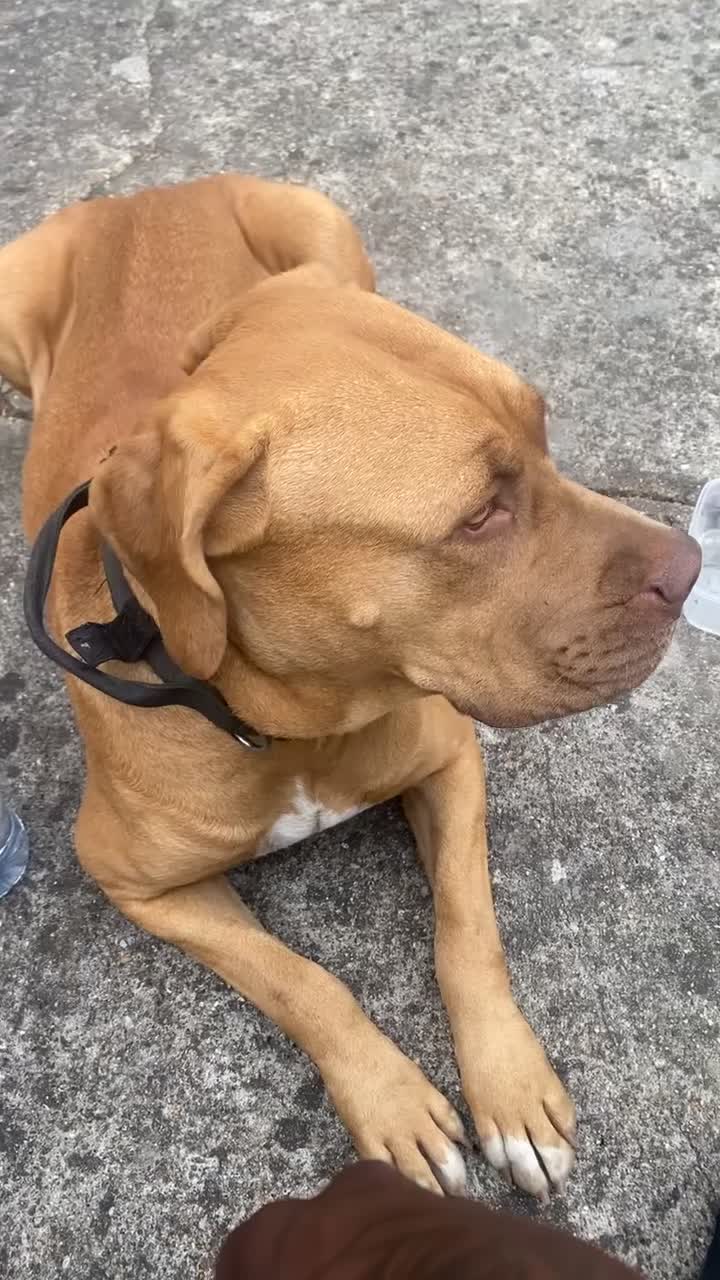 Bullmastiff dogs for stud: Dog For Sale  - Video 1