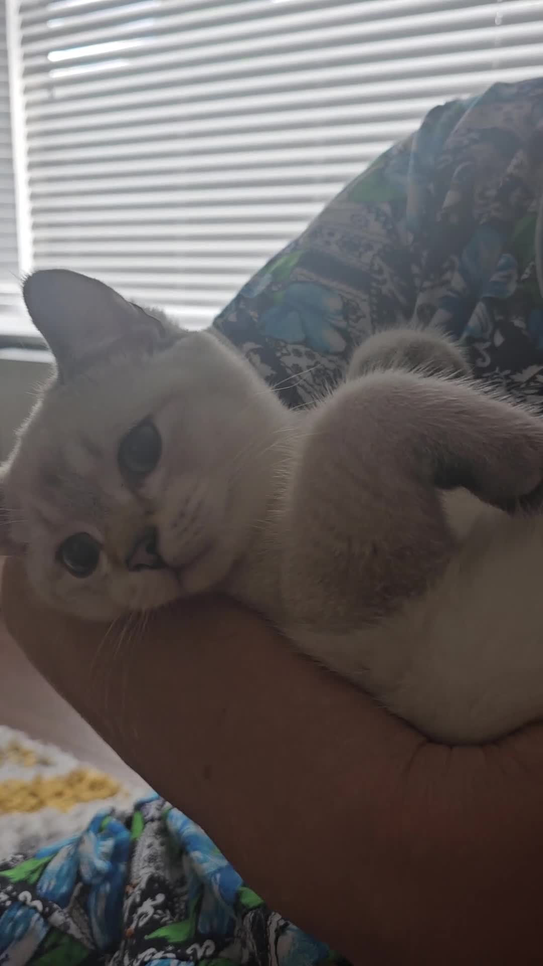 Scottish Fold cats for sale: 😻SF pedigree TICA 😸 READY TO LEAVE😸 - Video 4