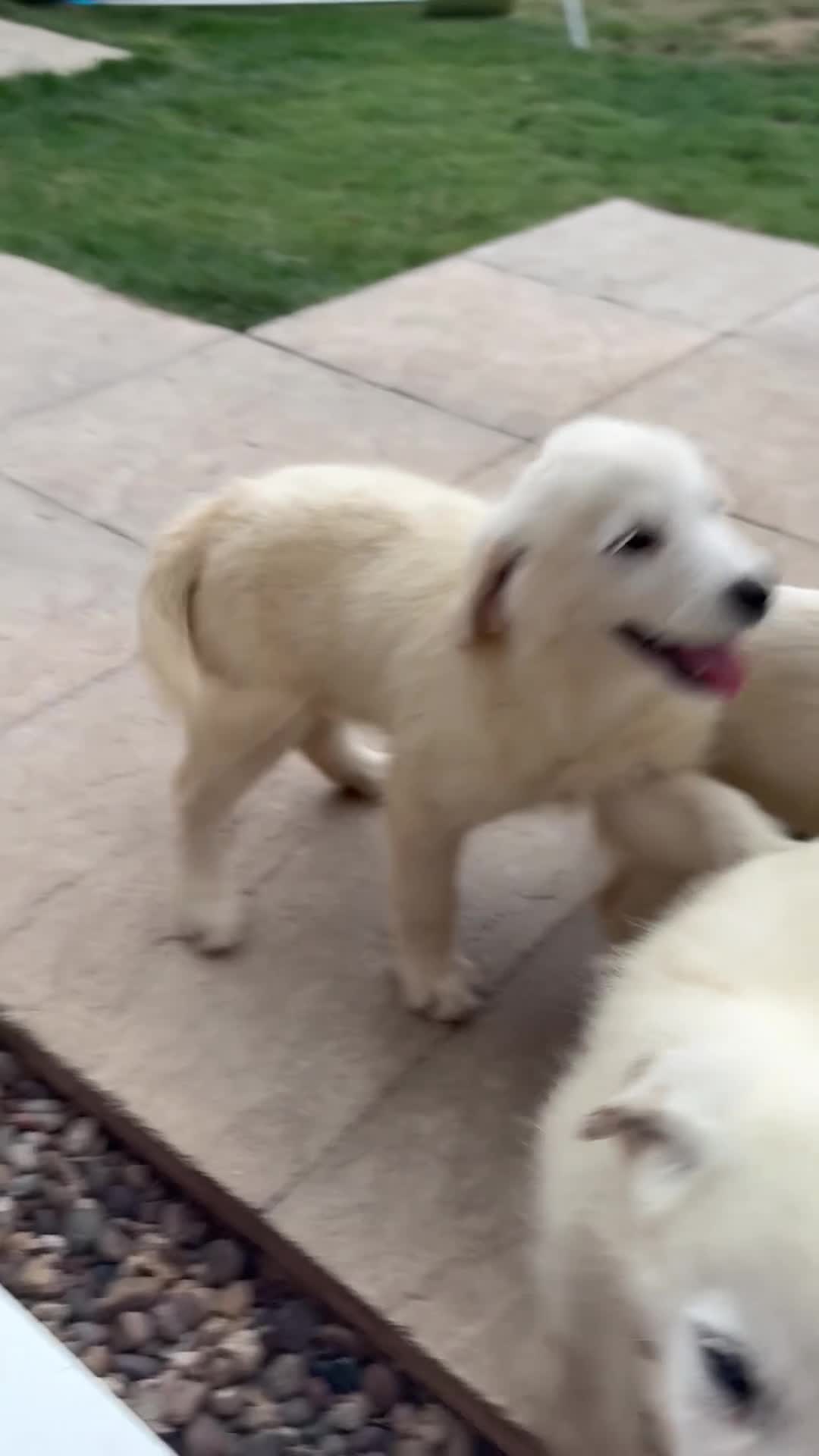 Labradoodle dogs for sale: Fox Red Labrador x Labradoodle puppies - Video 1