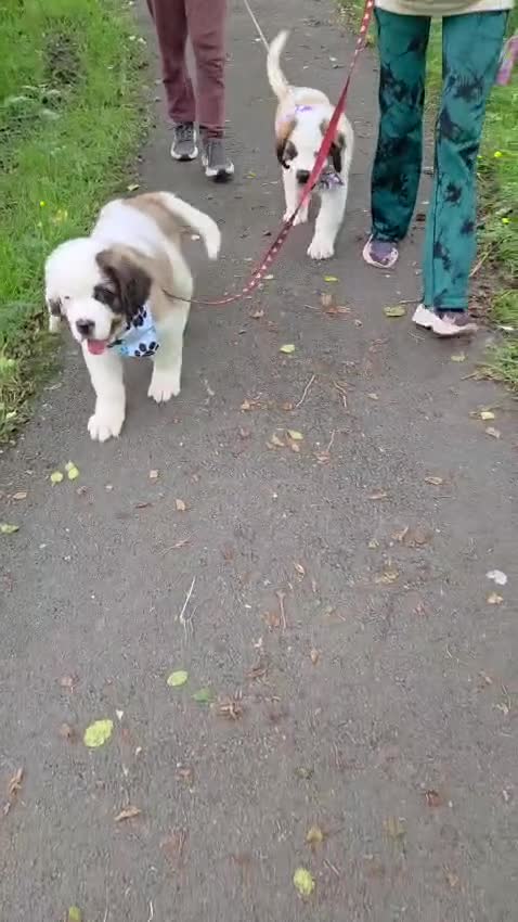 Saint Bernard dogs for sale: Last Male Saint Bernard Puppy READY TO LEAVE NOW - Video 1