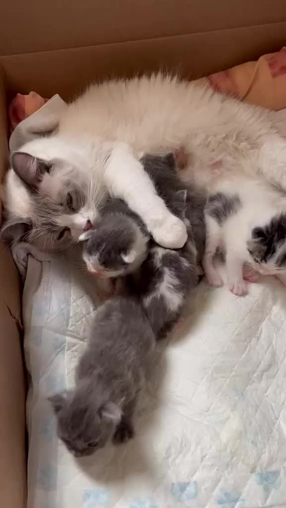 British Shorthair cats for sale: Beautiful Ragdoll x Tabby Kittens– 3 Boys/2 Girls in Manchester - Video 4