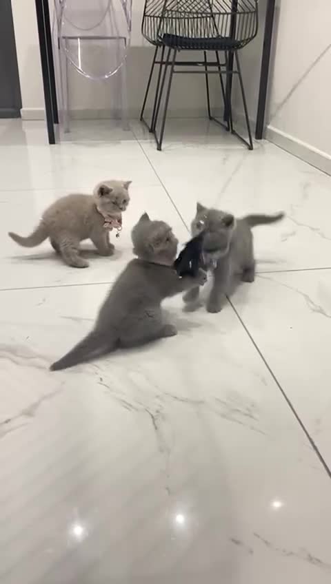 British Shorthair cats for sale: ‼️REDUCED Pure Pedigree BSH Kitten🥇Champ blood - Video 1