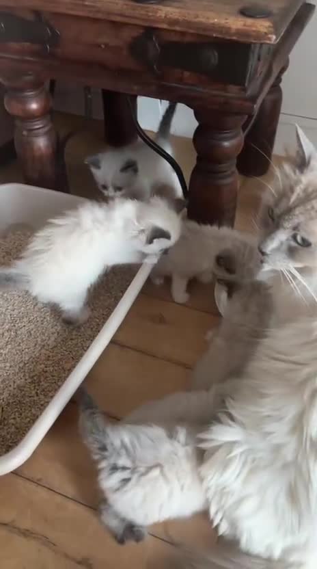 Ragdoll cats for sale: Beautiful 100% ragdoll babies - Video 2