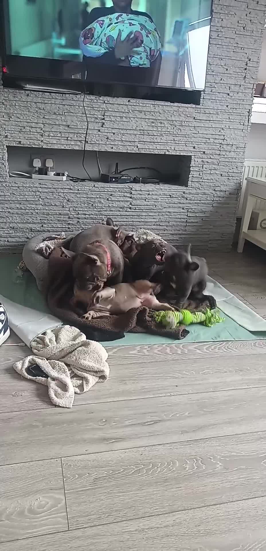 French Bulldog dogs for sale:  Last 2 puppies for  700 !!!   💕🐶 in Swansea - Video 2