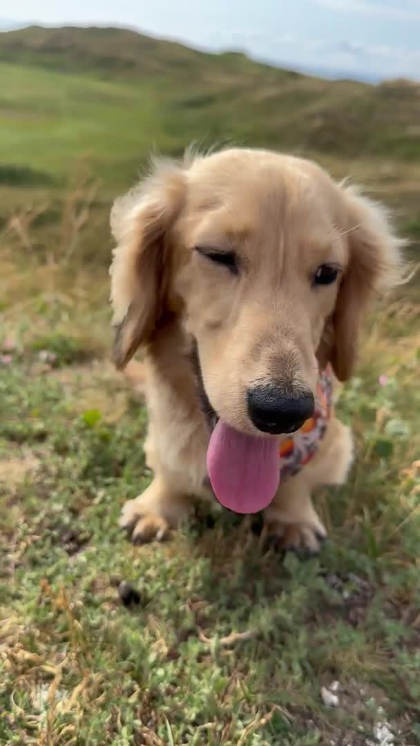 Miniature Dachshund dogs for stud: miniature longhaired dachshund for stud  in Newport - Video 1