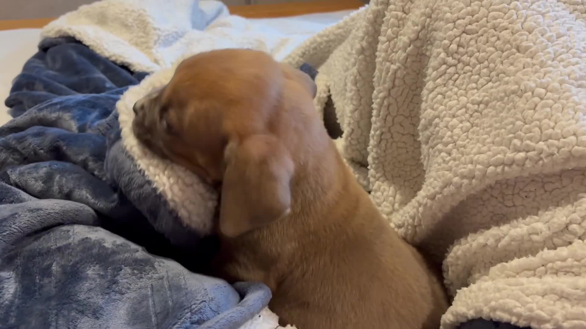 Boerboel dogs for sale: EXCEPTIONAL NABBR REGISTERED PUPPIES!  - Video 5