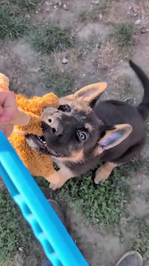 German Shepherd dogs for sale: KC Registered/health tested German Shepherd Puppy - Video 1
