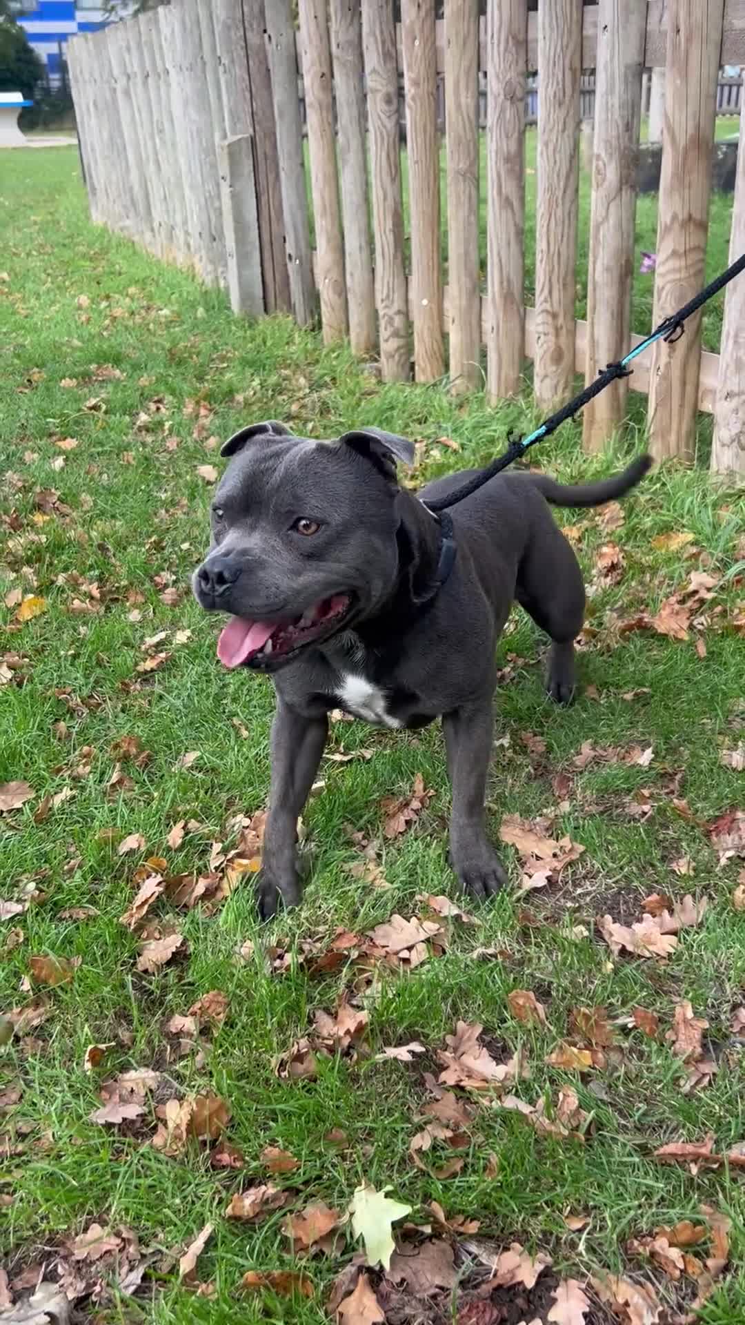 Staffordshire Bull Terrier dogs for stud: Exceptional Blue Staffordshire Stud Service -Milo in Brentford - Video 3