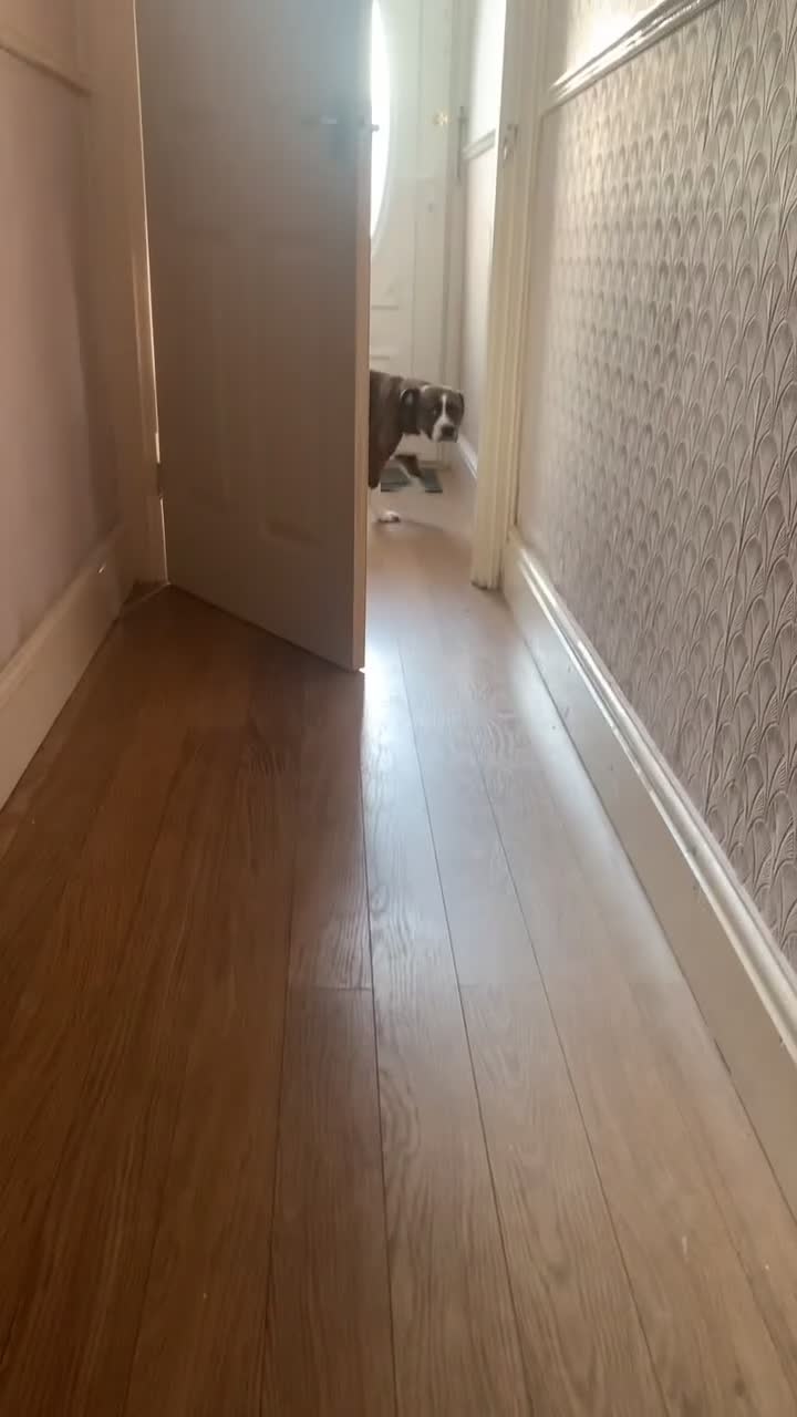 Staffordshire Bull Terrier dogs for sale: 3yr old staffy x bulldog  - Video 3
