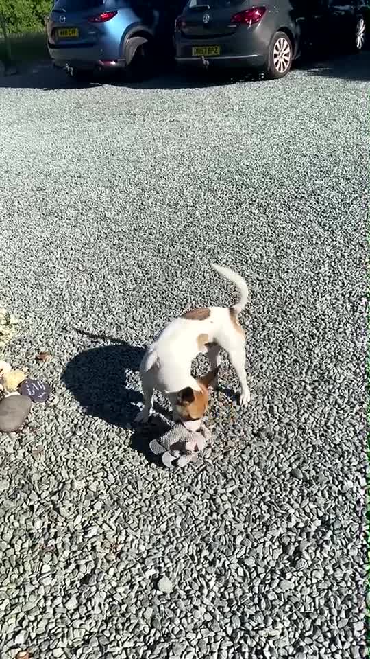 Jack Russell dogs for sale: 1 year old Jack Russel male  - Video 1