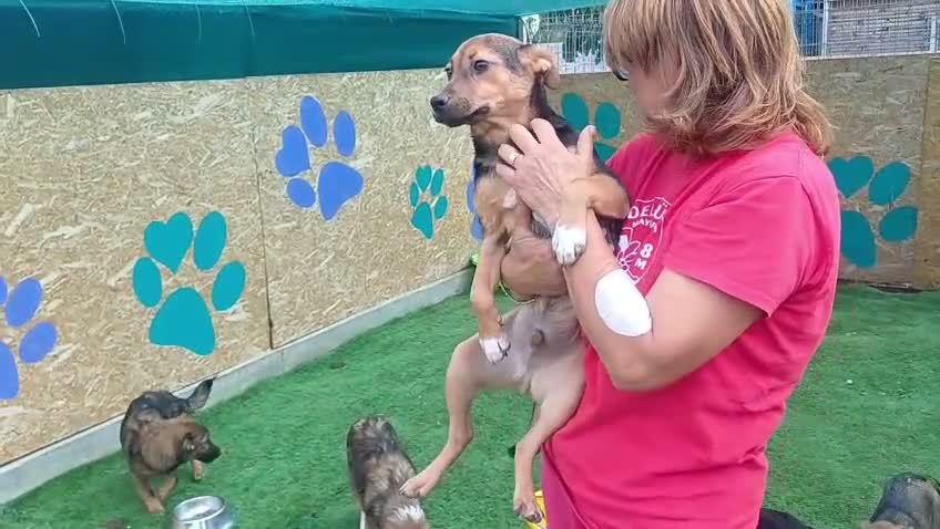 Mixed Breed dogs for adoption: 🐾🧡 ROCCO – A FRIENDLY BOY FULL OF CHARACTER 🧡🐾 - Video 1