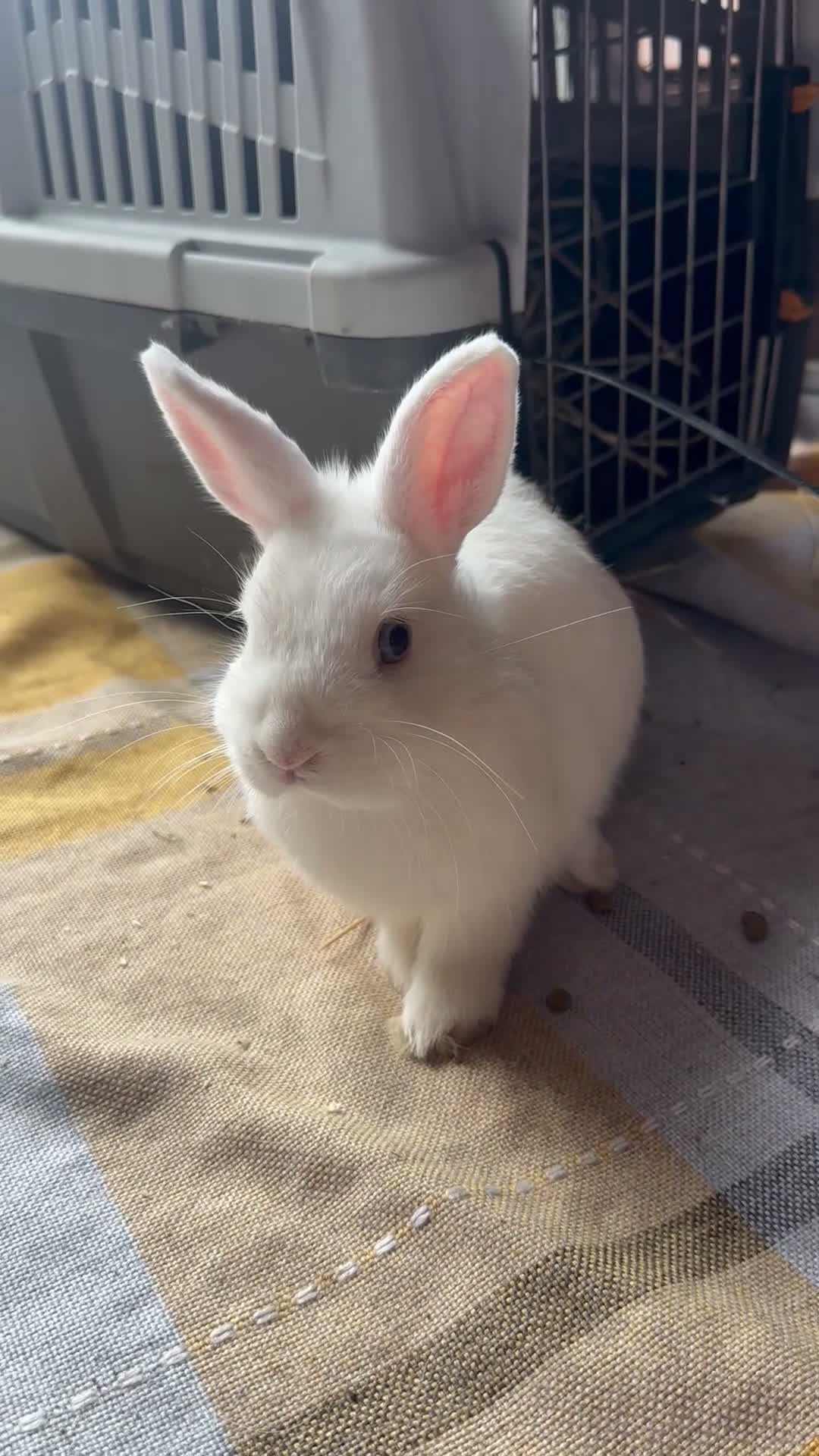 Netherland Dwarf rabbits for sale: Cute and fluffy Pure bred Netherland Dwarves - Video 2