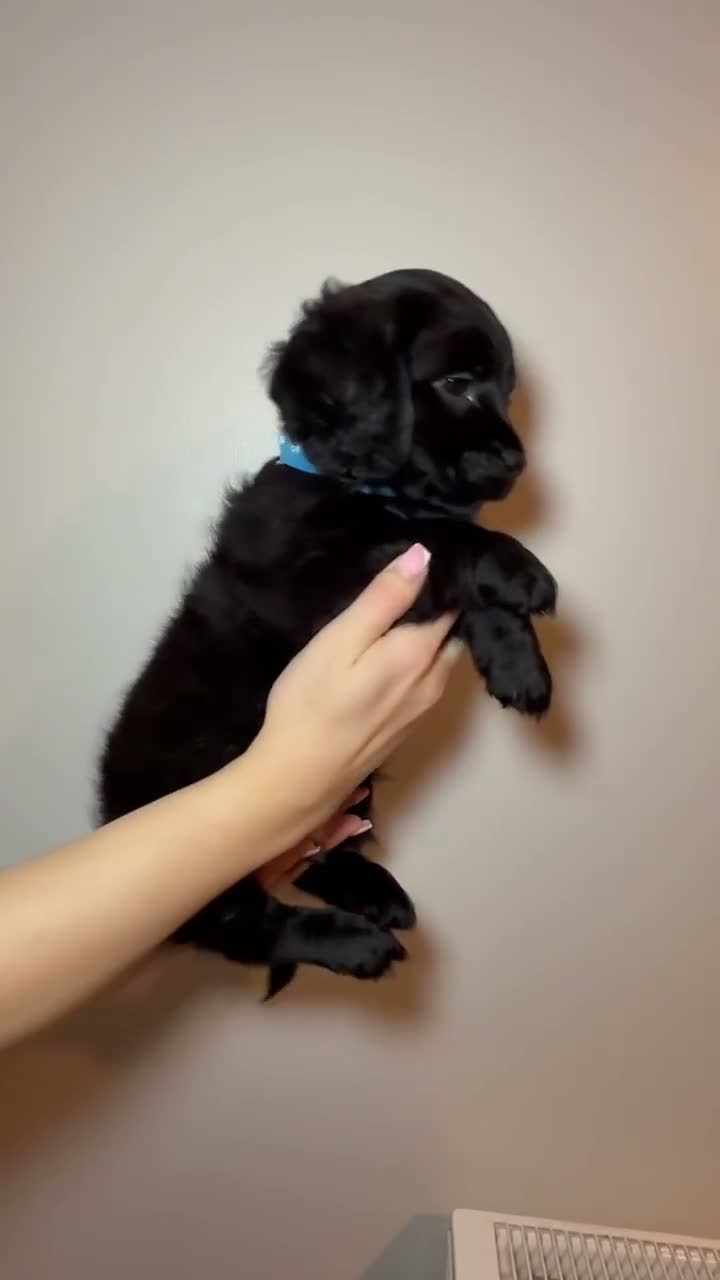 Mixed Breed dogs for sale: Gorgeous Cockapoo X shih tzu puppies🥺🐾 - Video 4