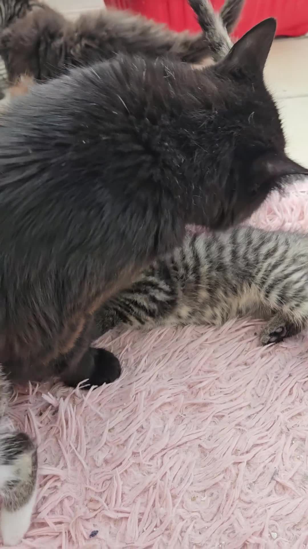 Mixed Breed cats for sale: Tabby Kittens 3 female 1 boy - Video 1