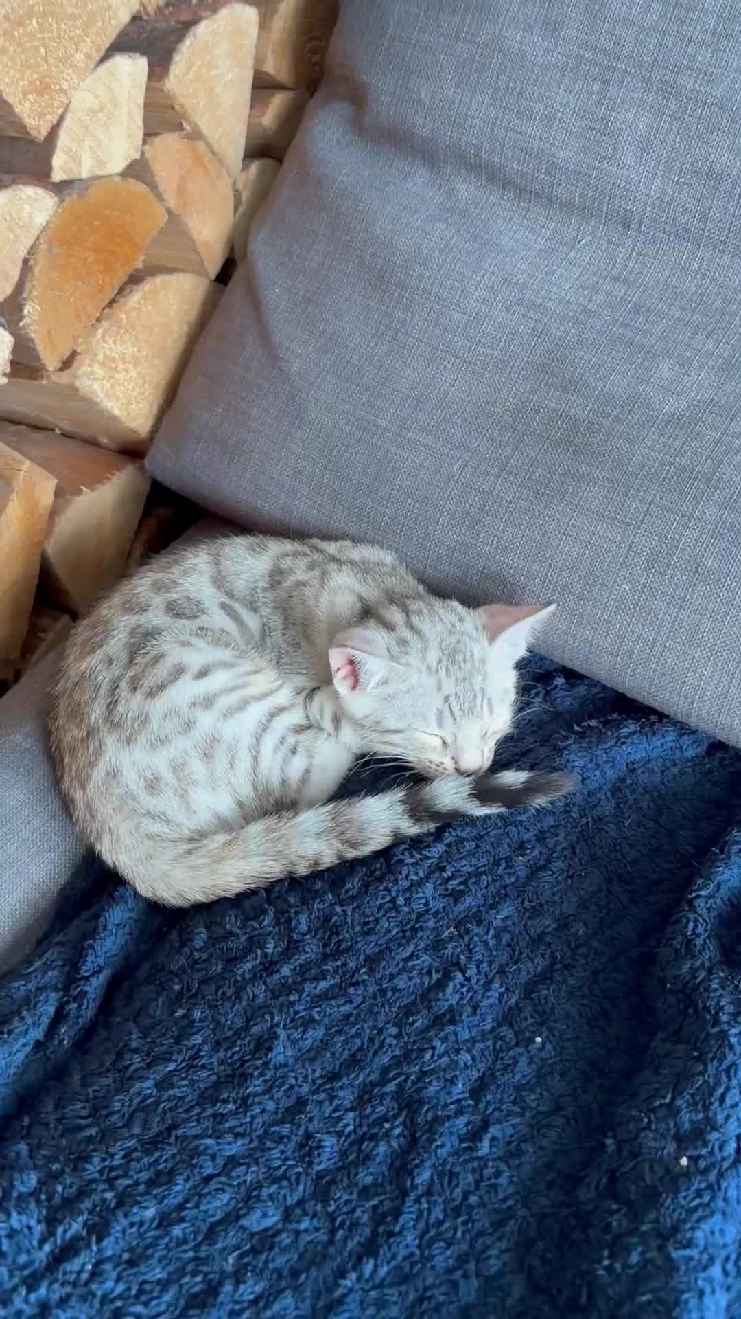 Bengal cats for sale: Bengal kittens - Video 1
