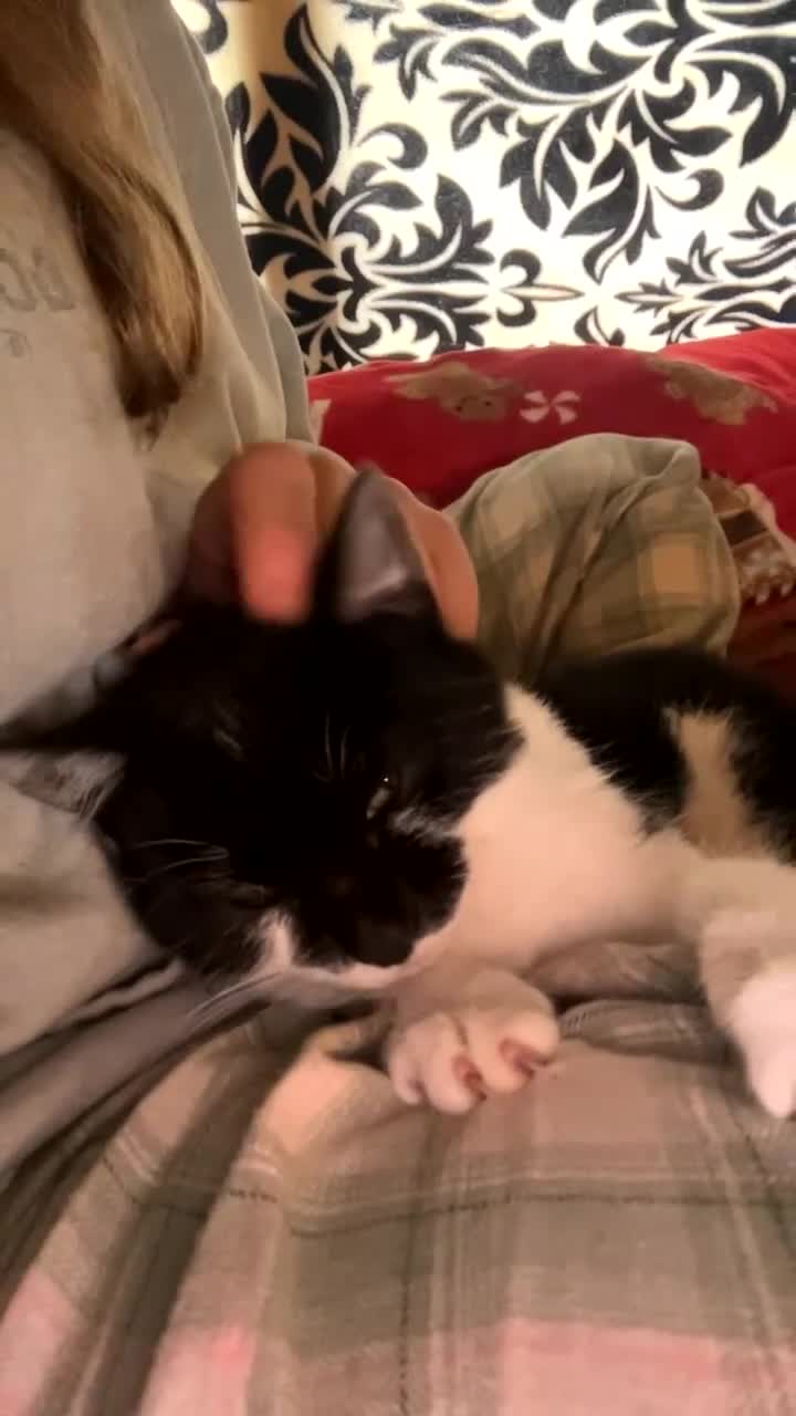 Mixed Breed cats for sale: Beautiful Black&White Kitten - Video 2