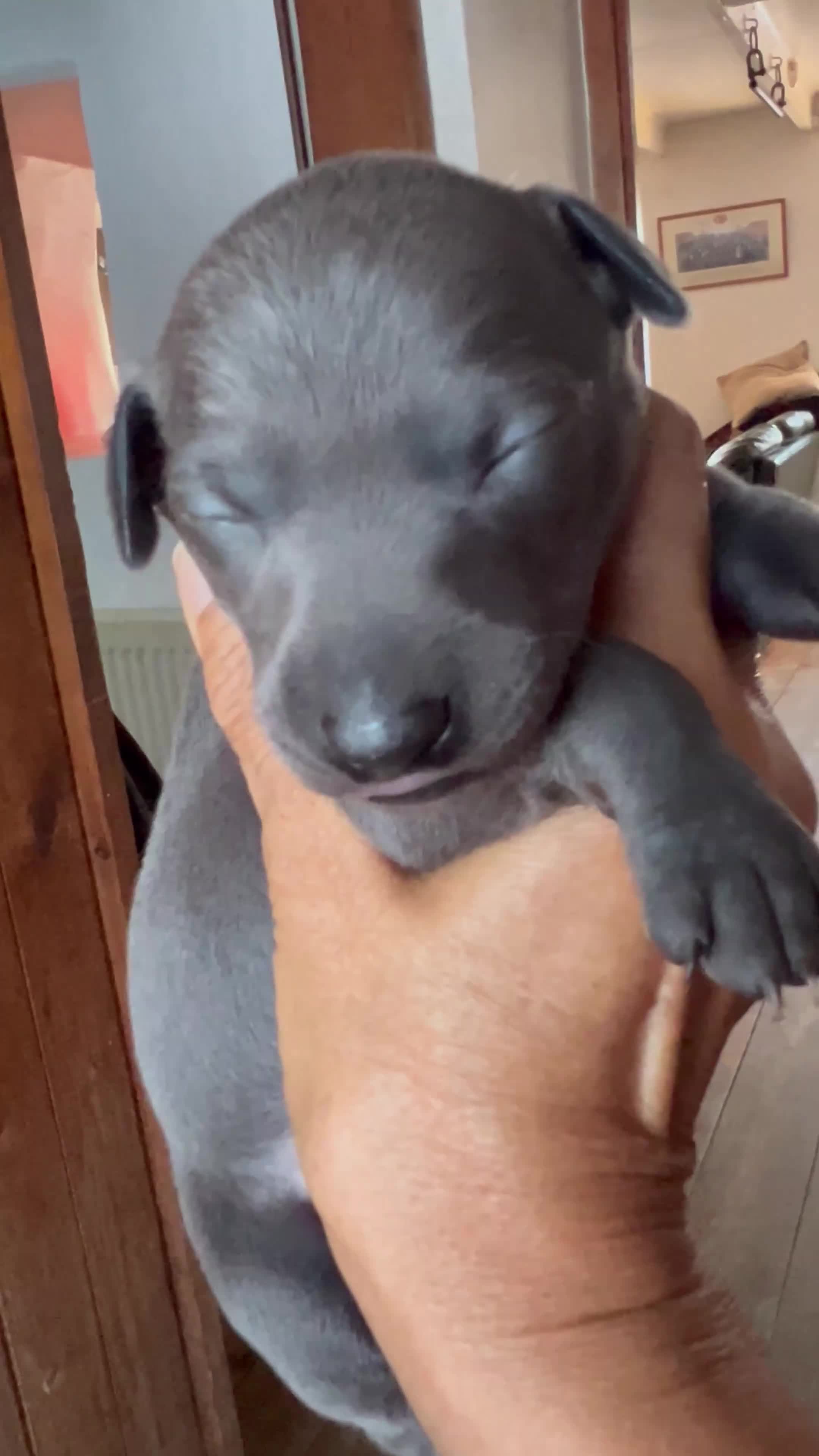 Italian Greyhound dogs for sale:     Italian Greyhound. Babies  - Video 3