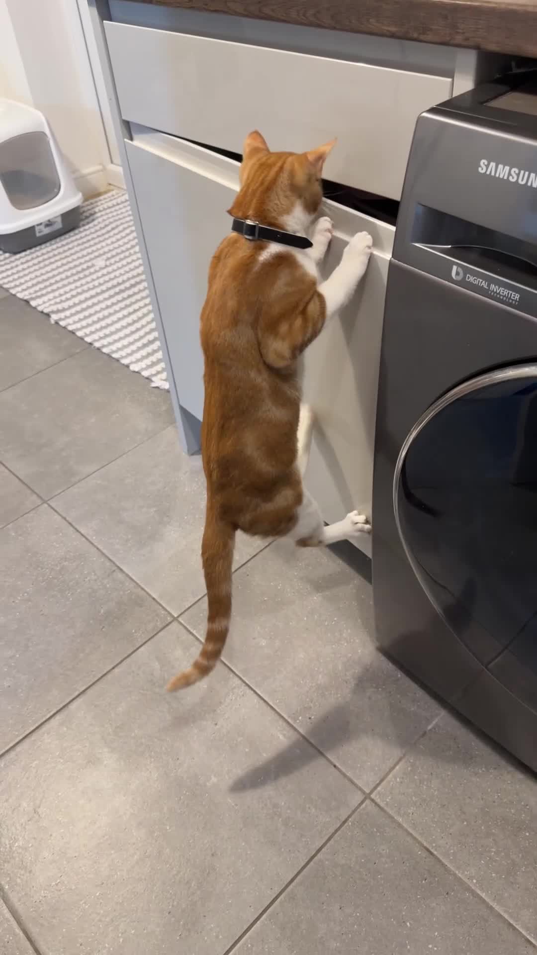 Mixed Breed cats for sale: 2 beautiful ginger cats - Video 3