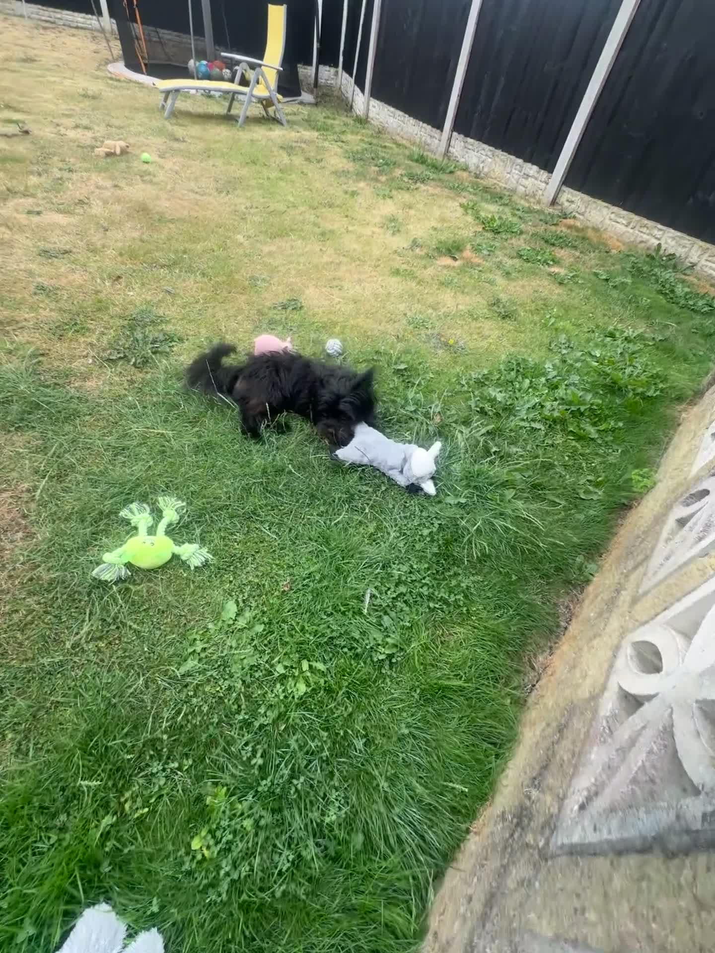Mixed Breed dogs for stud: **BUDDY IS READY FOR THE LADIES 🖤 1 YEAR OLD in Rotherham - Video 3