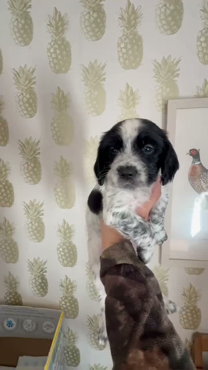 Cocker Spaniel dogs for sale: Beautiful Cocker Spaniel Puppies - Video 2
