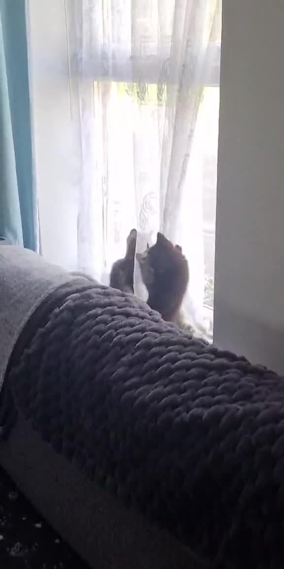 Mixed Breed cats for sale: Last kitten left Male..  - Video 1