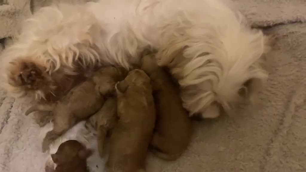 Maltipoo dogs for sale: RARE Tiny F1B Asian maltipoo puppies - Video 5