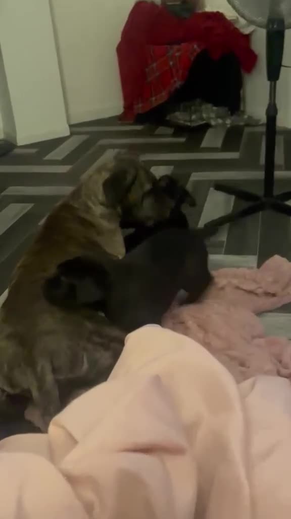 Presa Canario dogs for sale: Beautiful lil girls in Birmingham - Video 1