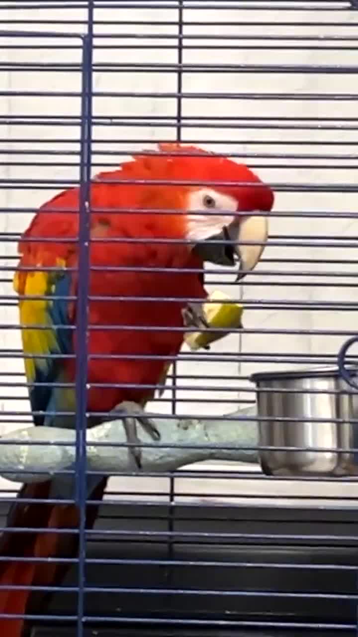 Parrots birds for sale: BABY MALE SCARLET MACAW WITH CITIES AND DNA PAPERS - Video 1