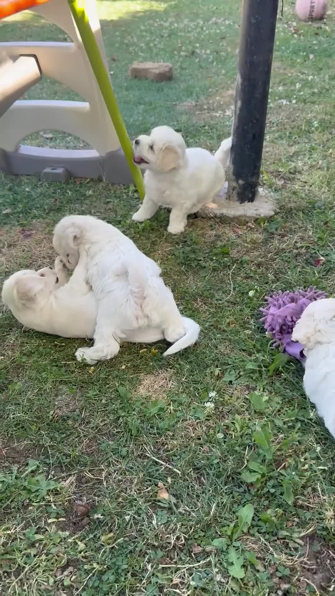 Bichon Frise dogs for sale: Hello in Stanmore - Video 2