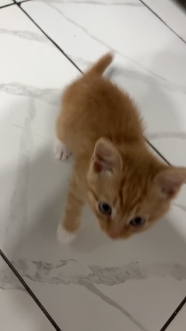 Mixed Breed cats for sale: *Ready to leave* Kittens for sale  - Video 1