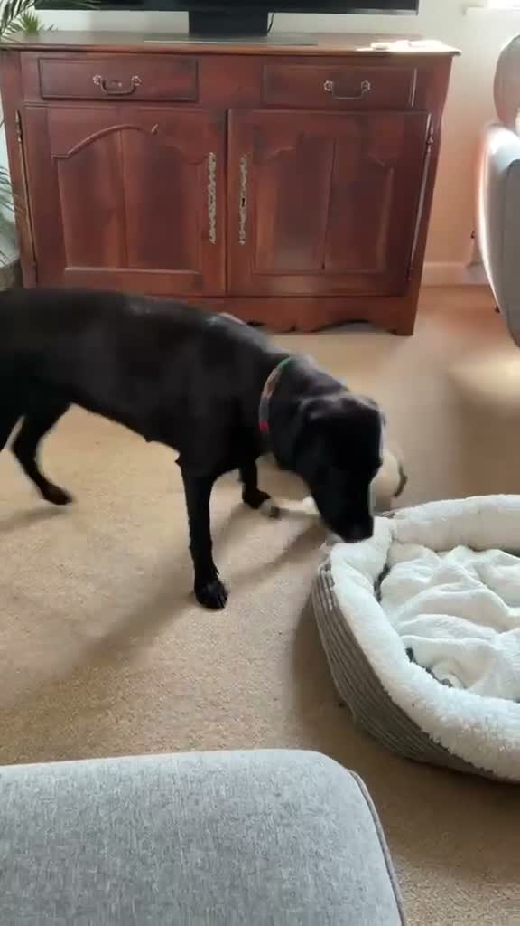 Mixed Breed dogs for adoption: 💙🐶 BEAR – LOVING, FUNNY, CLEVER in Petersfield - Video 5