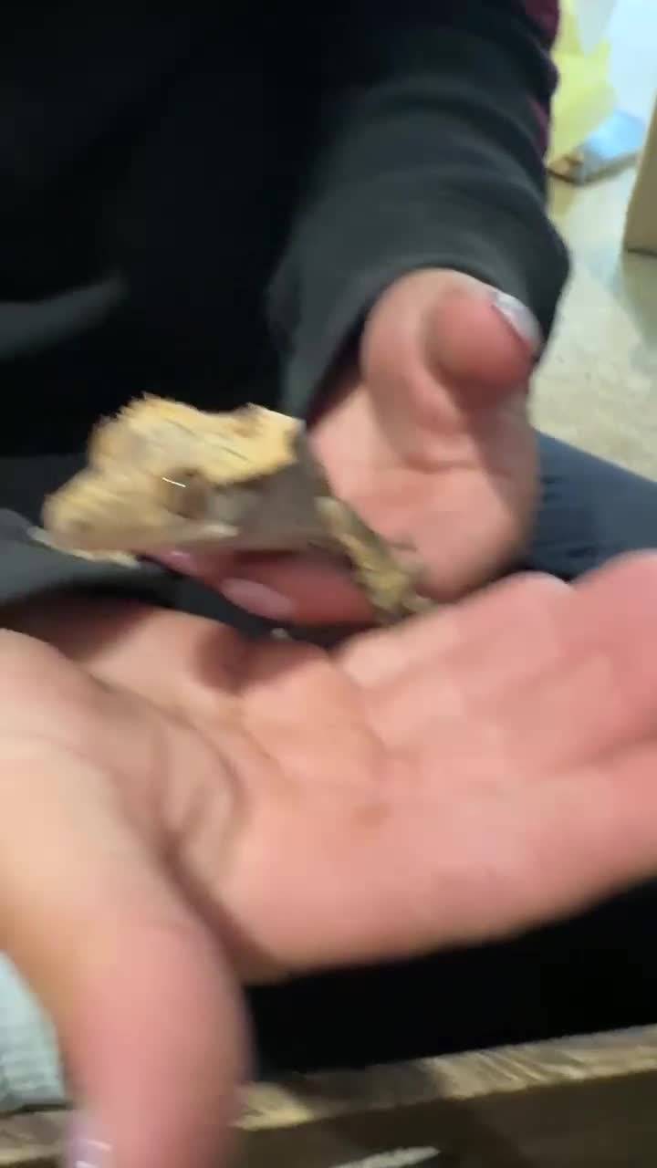 Gecko reptiles for sale: Two crested geckos  in Dunmow - Video 1