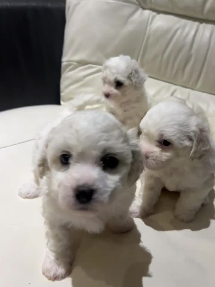Bichon Frise dogs for sale: Purebred bichon frise - Video 2