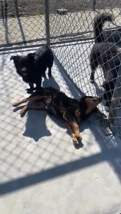 Mixed Breed dogs for adoption: Louis, 7 months. Available for adoption. in Brixham - Video 1