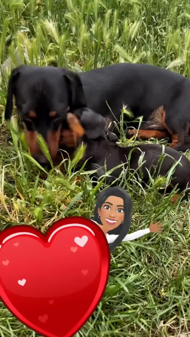 Miniature Dachshund dogs for sale: One male miniature dachshund for sale asap - Video 1