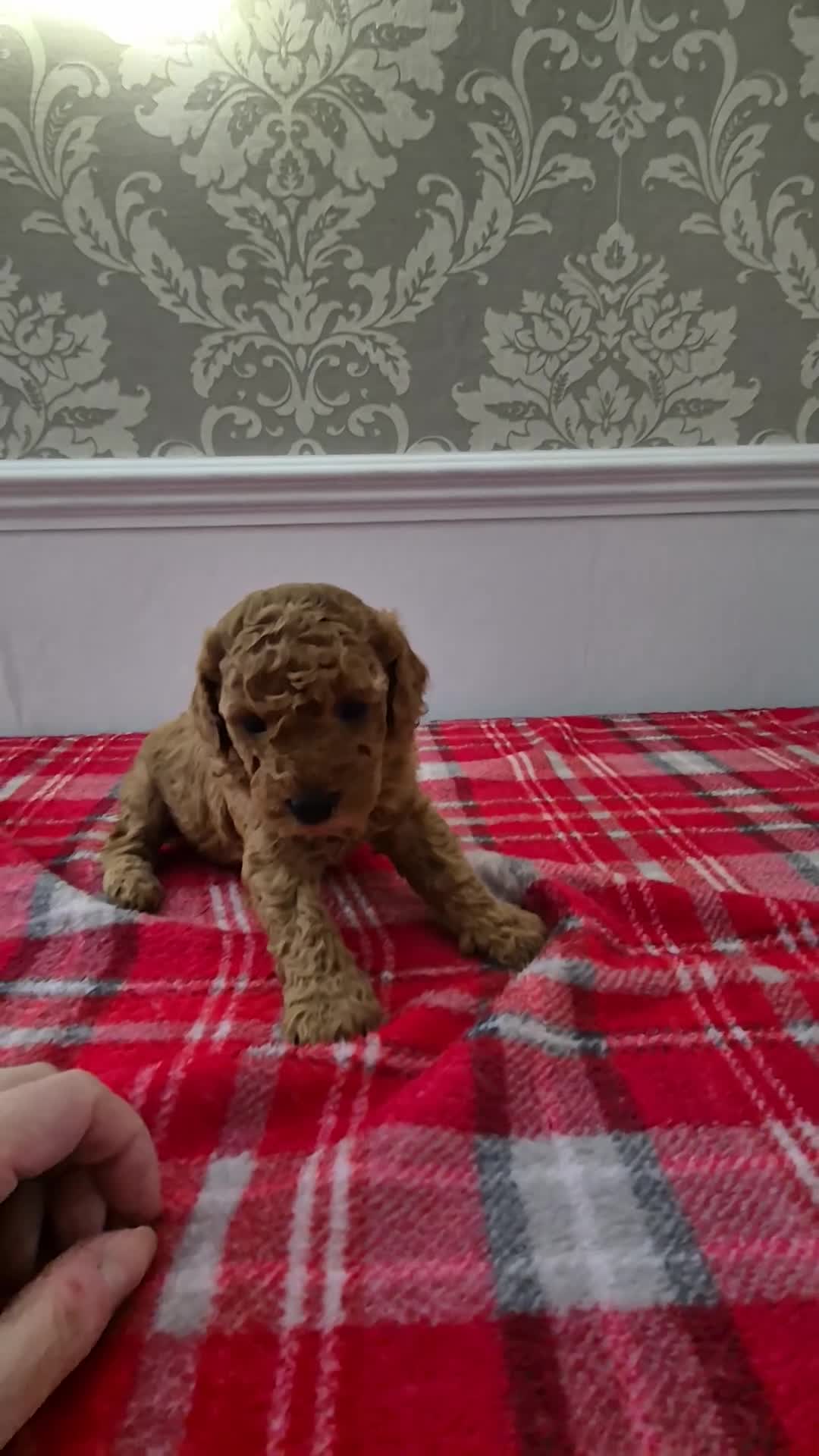 Cavapoo dogs for sale: F1B EXTENSIVELY HEALTH TESTED CAVERPOO PUPS - Video 2