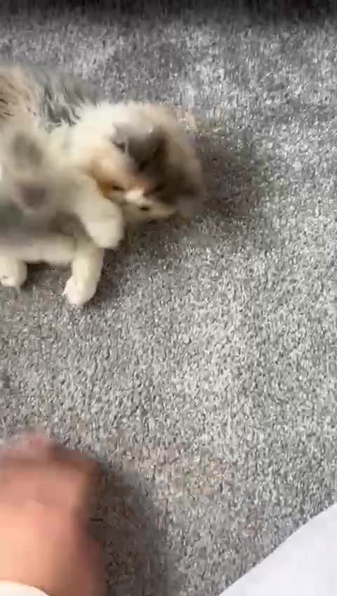 Persian cats for sale: Beautiful Persian kitten - Video 3