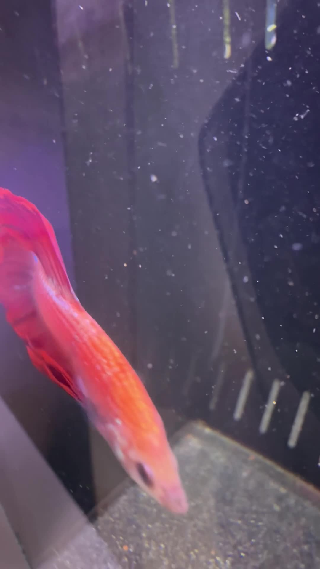 Bettas fish for sale: Various betta fish available  - Video 2