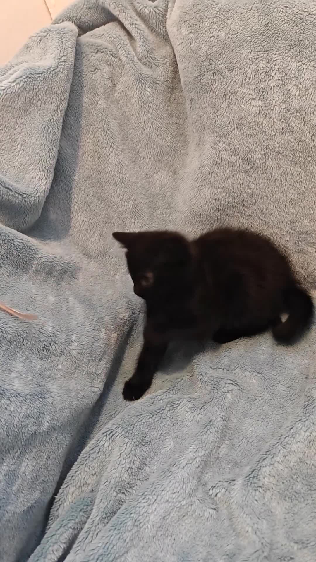 Mixed Breed cats for sale: Beautiful Kittens VIDEOS - Video 5