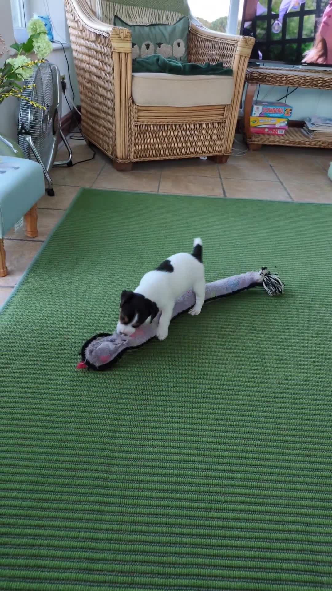 Jack Russell dogs for sale: Jack Russell  - Video 1
