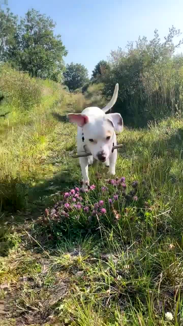 Mixed Breed dogs for sale: staffy x lab - Video 1